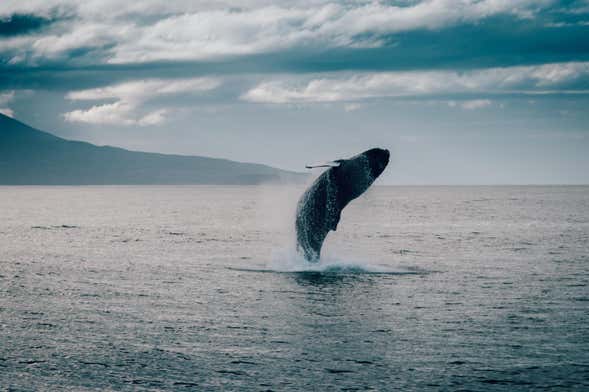 Avistamiento de ballenas en Hauganes