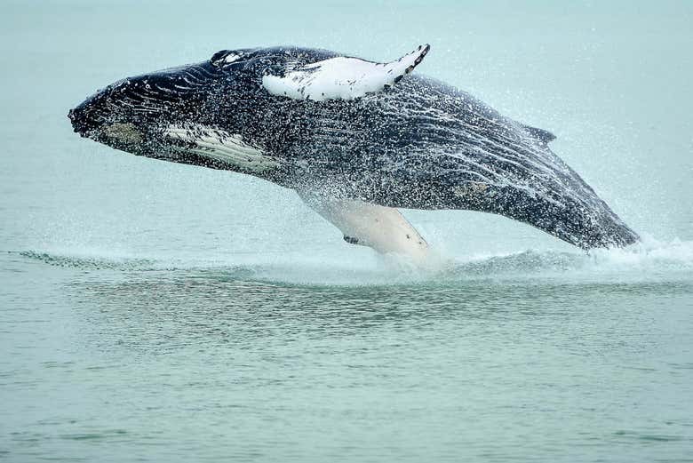 Ballena en Hauganes